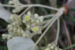 Givotia moluccana